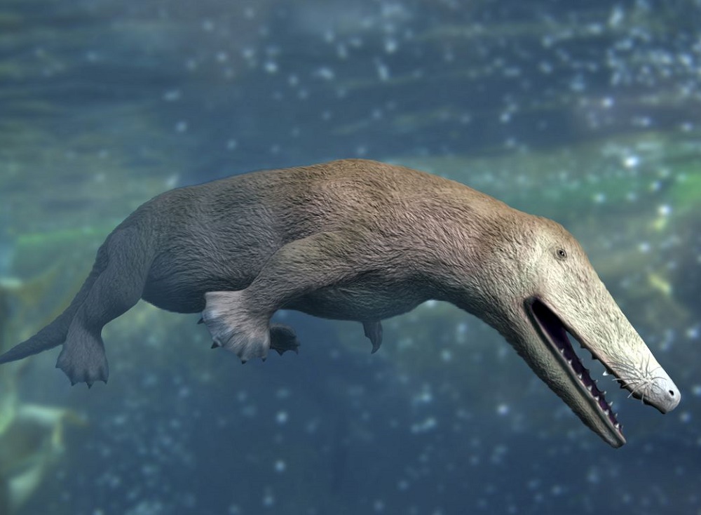 Ballena dentada, el primer antepasado de los delfines, habitó hace 28 millones años