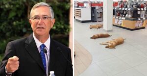 Empresario muestra su lado humano y deja que perros callejeros se refresquen del calor en su tienda