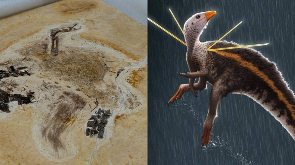 Brasil recupera el fósil de un dinosaurio emplumado de 115 millones de años