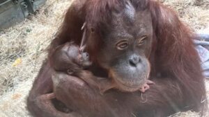 Después de 20 años, el Zoológico de Blackpool celebra el nacimiento de un orangután