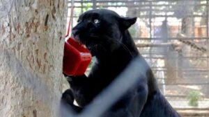 Los zoológicos utilizan paletas heladas para refrescar a los animales