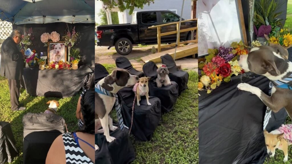 perrito funeral perros perro