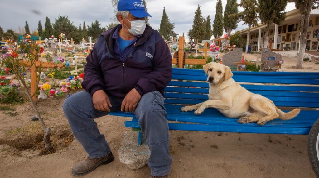 perrito , perro , perros