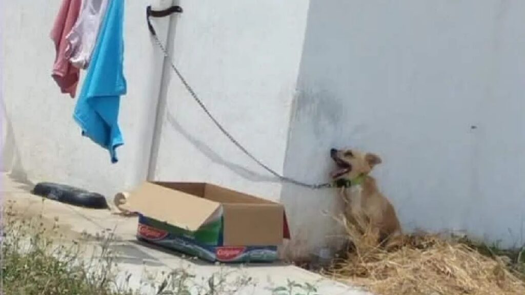 perrito , maltrato animal