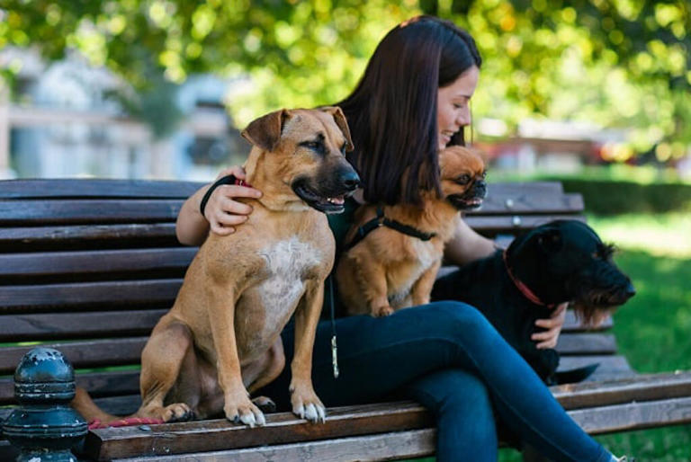 perro familia cuidador trabajo empleo