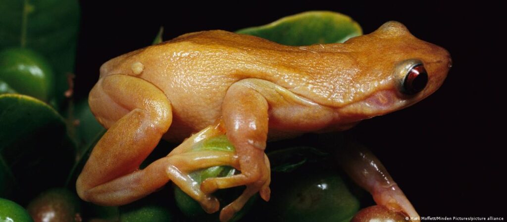 rana brasil anfibio La rana "Xenohyla truncata" de Brasil néctar