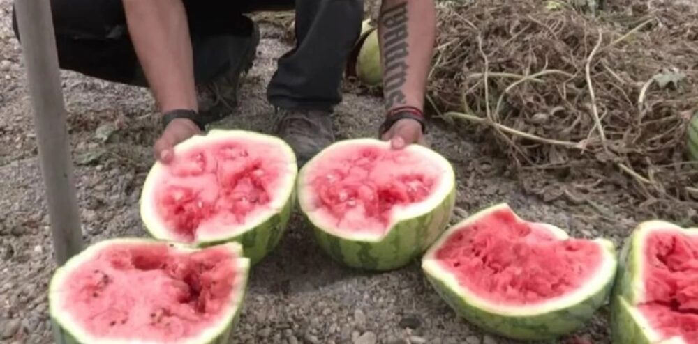 sandías, sandía , España