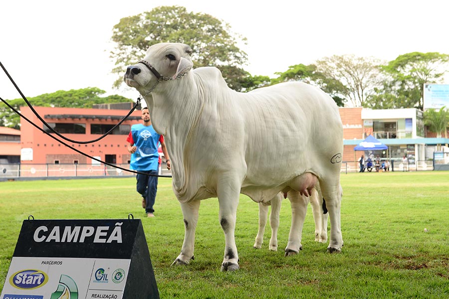 vaca record guines brasil bovina