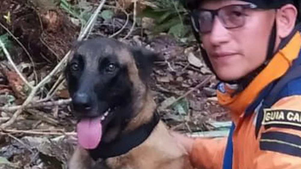 Wilson, el perro rescatista que ayudó a encontrar a los niños, sigue perdido en la selva