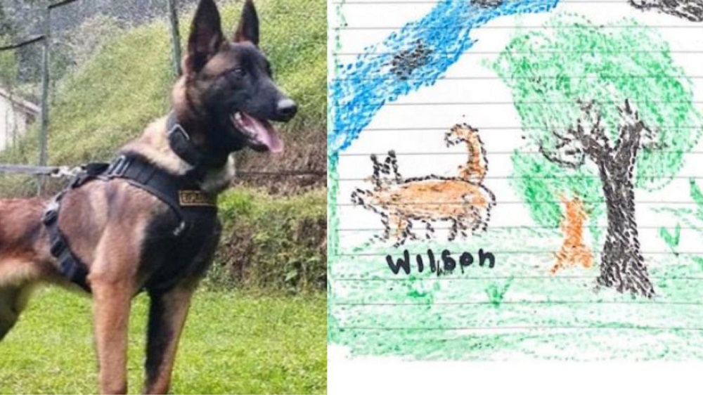 Niña rescatada en la selva colombiana dibuja a Wilson, el perro rescatista desaparecido