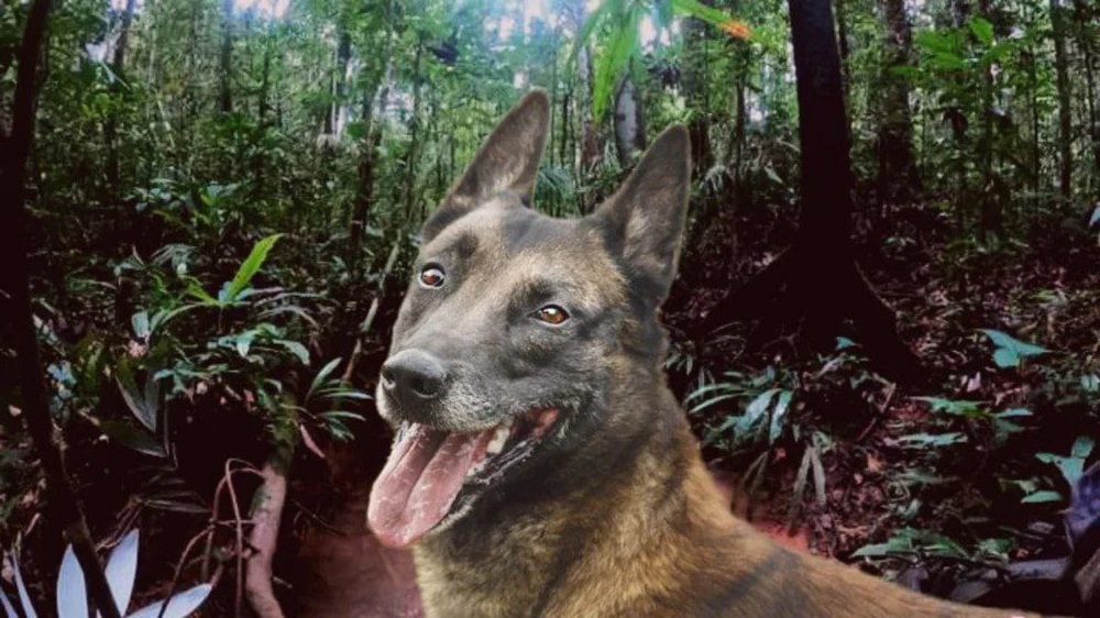 Indígenas: “Wilson quedó como ofrenda” en la selva