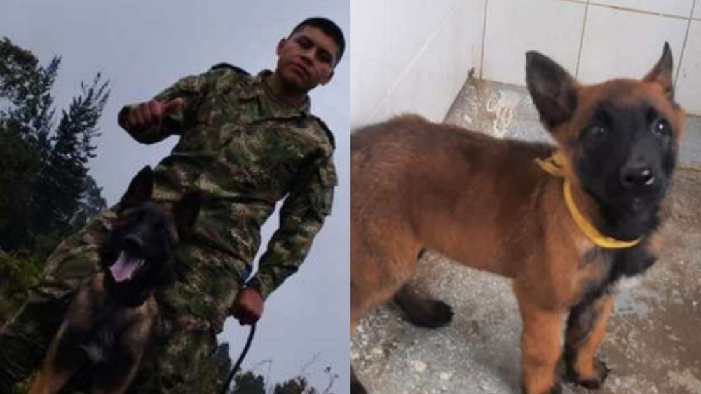 El instructor de Wilson asegura no saldrá de la selva hasta encontrarlo a su perrito
