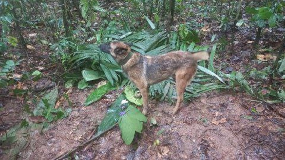 perrito rescatista, Perrito que buscaba a los niños perdidos en la selva de Colombia desapareció