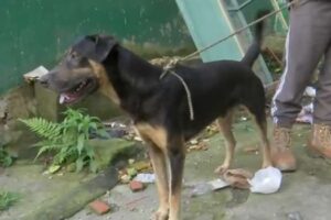 Trotski, el valiente perro que se convirtió en héroe