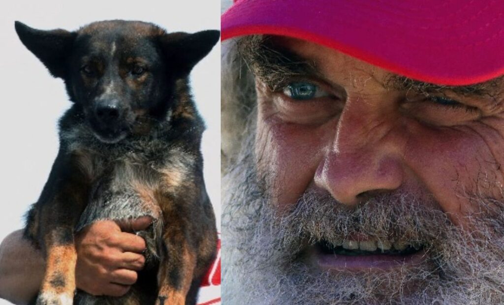 náufrago perro australiano mexico