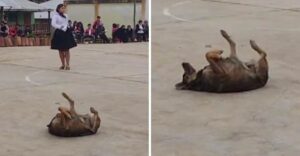 Perrito sacó “los pasos prohibidos” en una presentación escolar: “Su ritmo fue otro nivel”