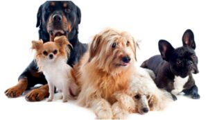 Día mundial del perro: Descubra la razón detrás de su conmemoración