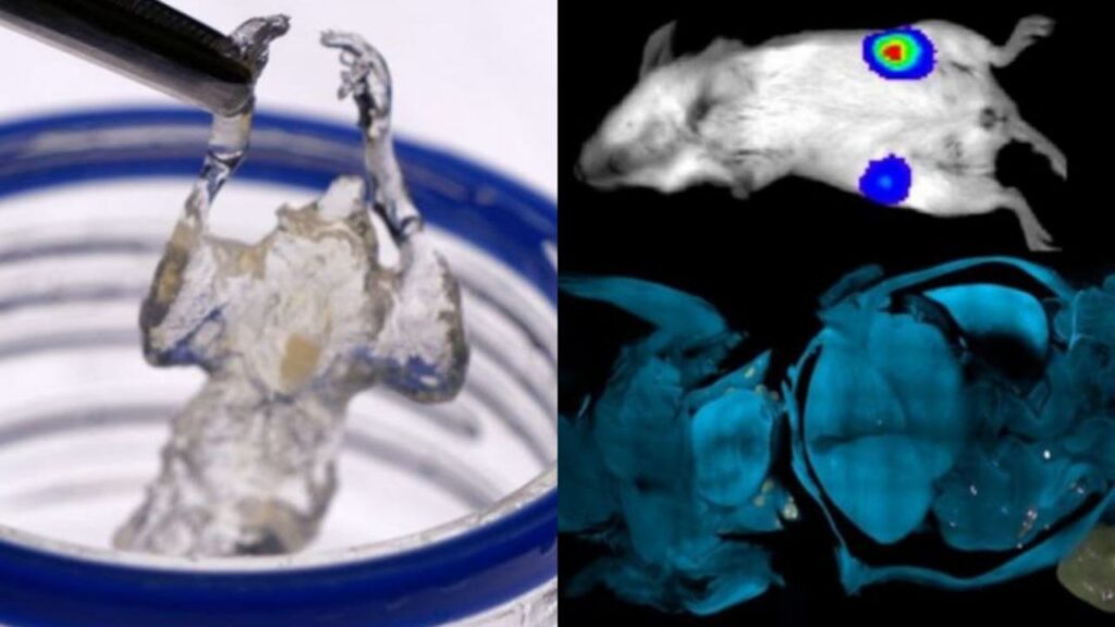 Lucha contra del cáncer: Ratones transparentes para mejorar los tratamientos