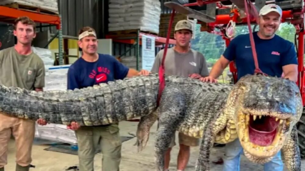 Cazadores capturan enorme cocodrilo de 14 pies y más de 300 kilos
