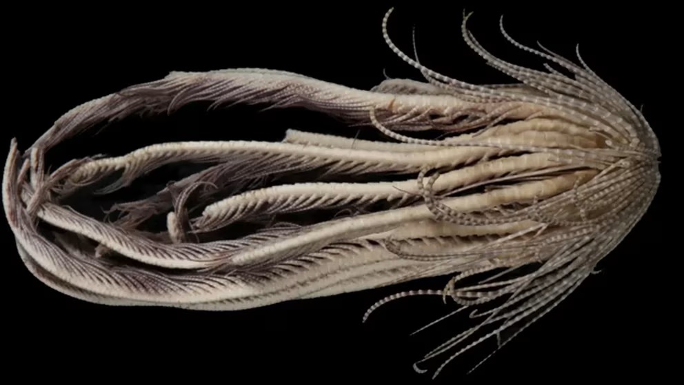criatura especie marina