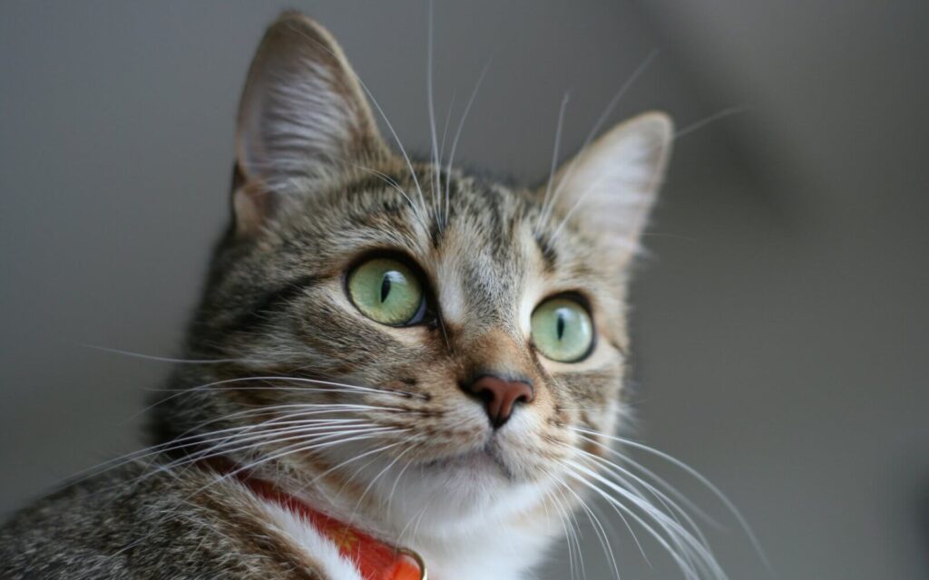 dia mundial del gato