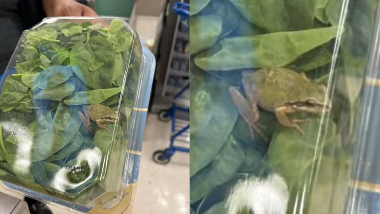 rana comida supermercado