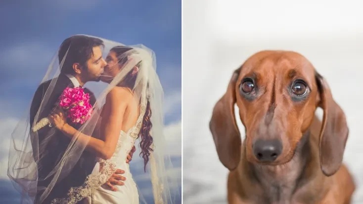 boda-permite-perros-pero-prohibe-ninos