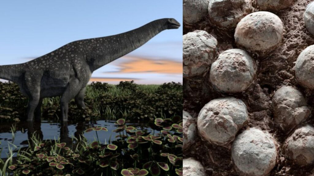 Hallan decenas de huevos del dinosaurio más grande que habitó la Tierra
