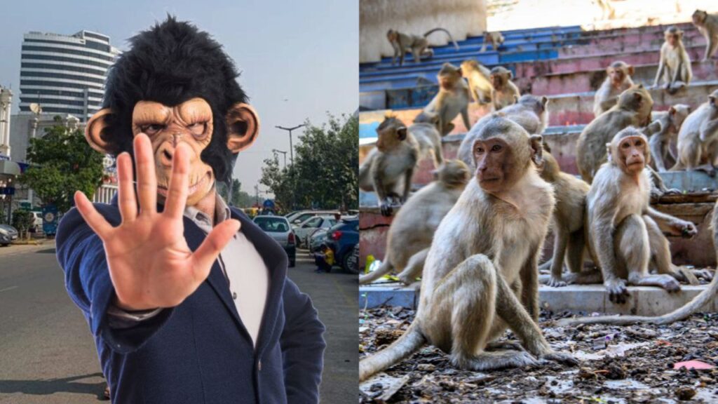 India se ve obligada a contratar “hombres monos” para ahuyentar a primates
