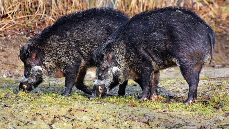 Los jabalíes radiactivos: Confirman secuelas de la Guerra Fría en Europa