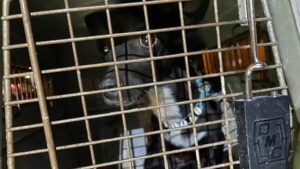 Aerolínea finalmente encuentra a perrita desaparecida hace 3 semanas