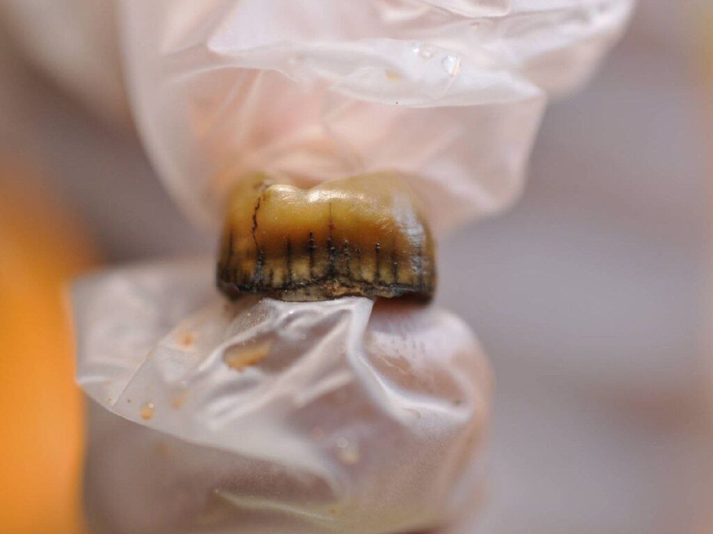 Encuentran 54 restos de neandertales que datan de hace 50 mil años