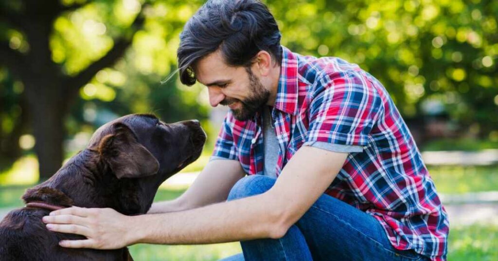 perro canino perros