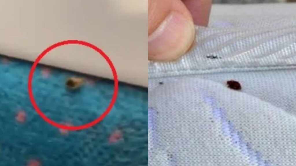 Franceses sufren una plaga de chinches que invade el transporte público, cines y hospitales