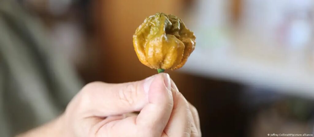 pepper x picante chile