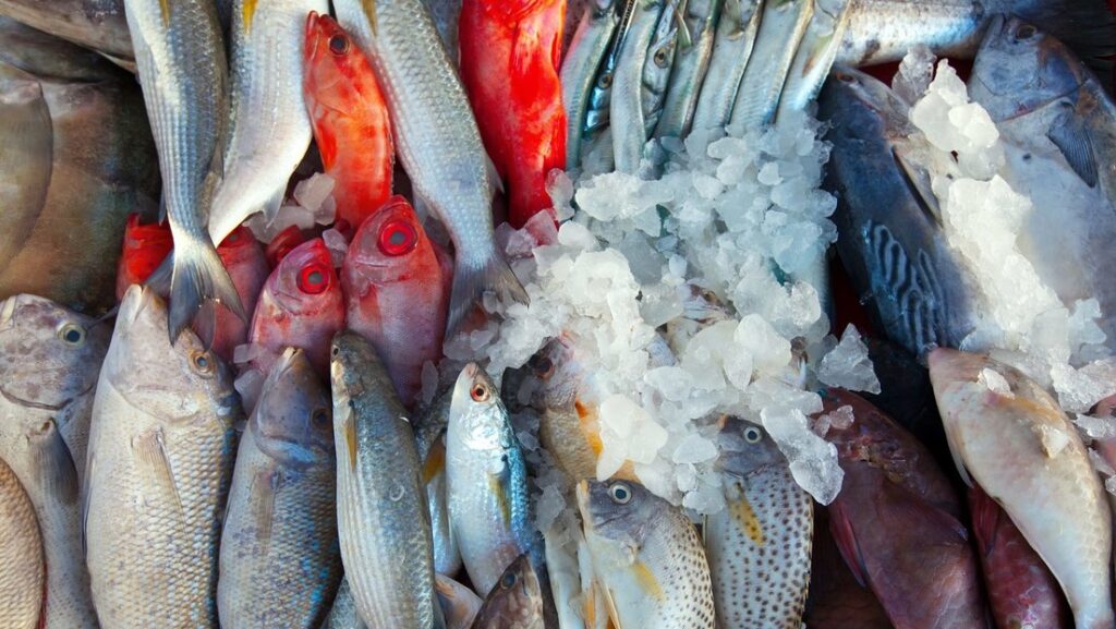 Rusia , Japon Rusia Rusia