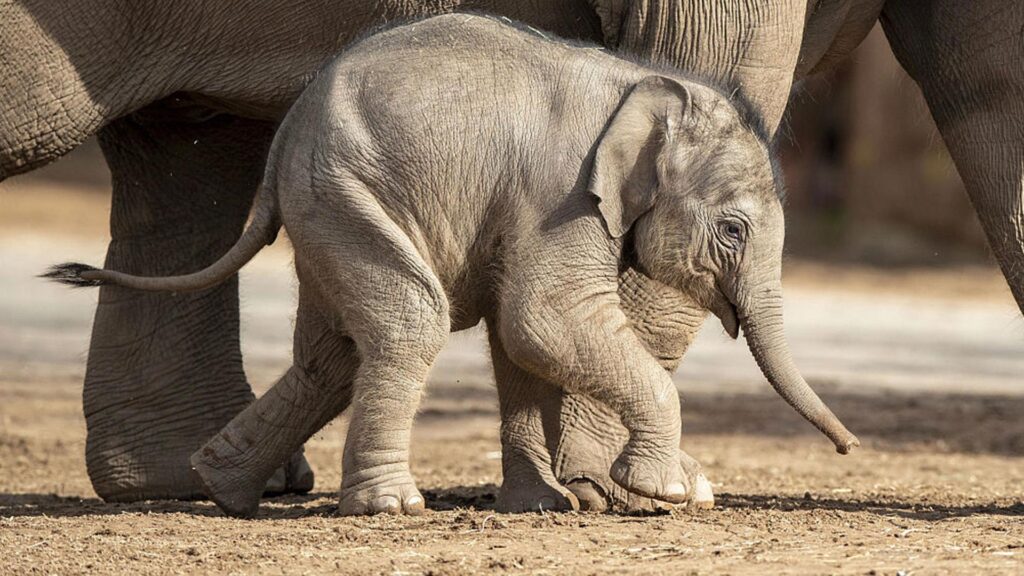 elefante bebe