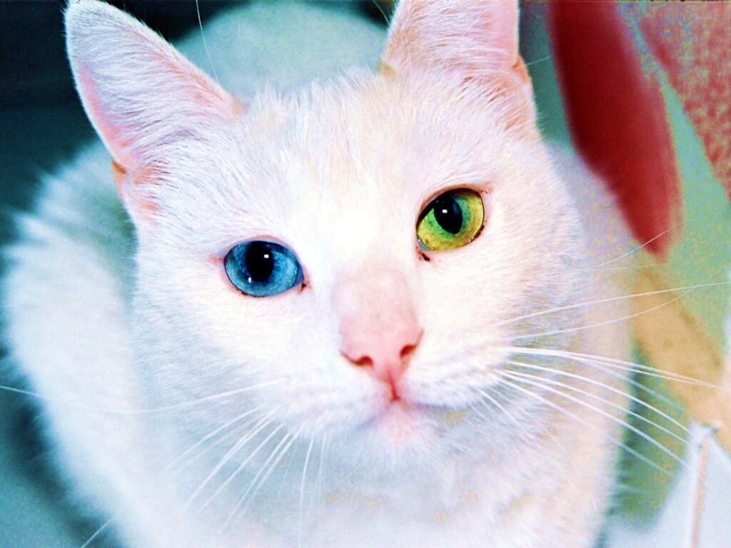 gato Científicos facial