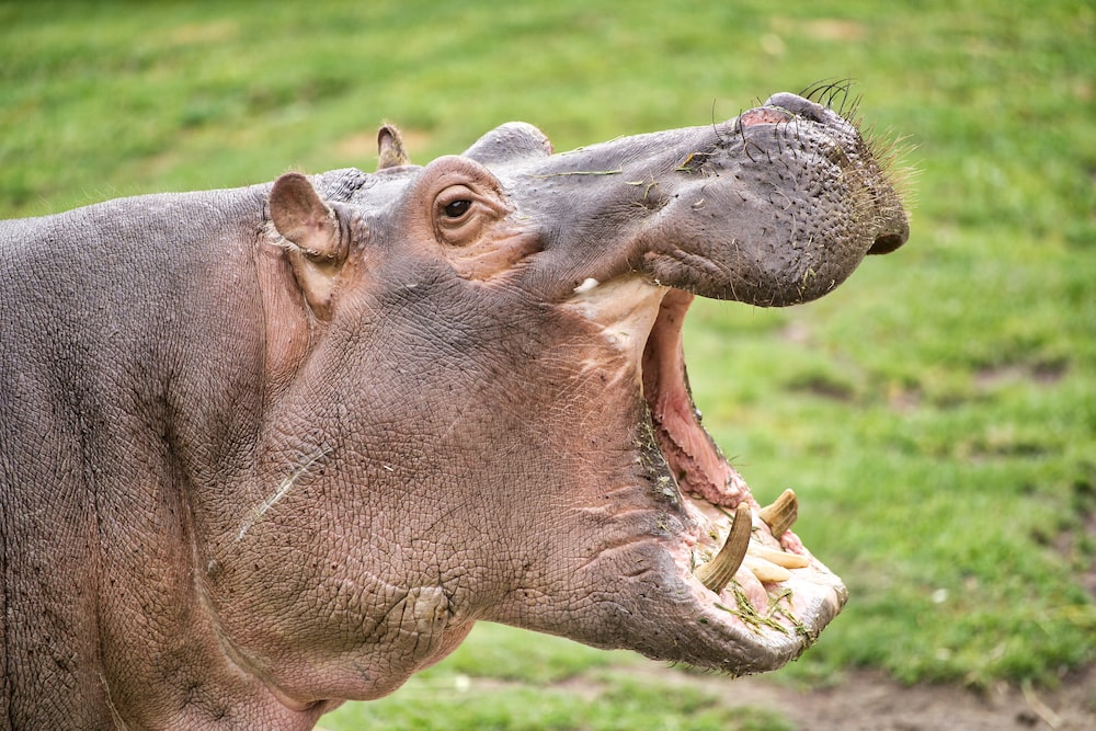 hipopotamos chapo pablo