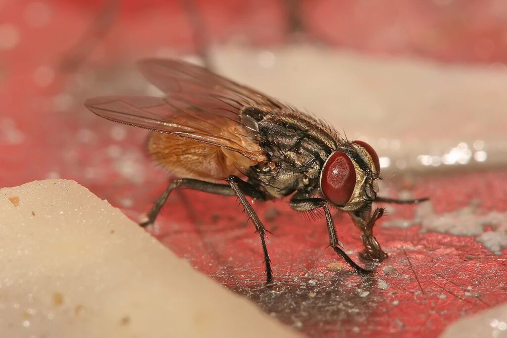Hallan una mosca intacta en el colon de un hombre, investigan el enigma