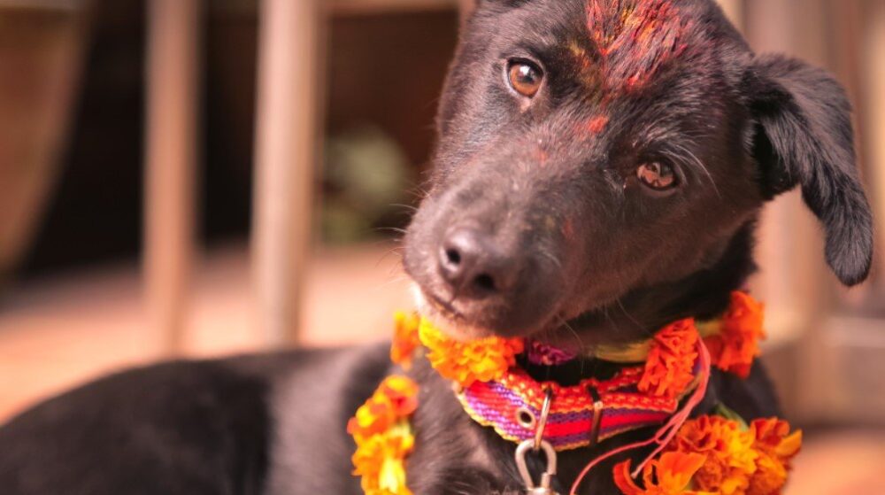 perro nepal festival perros