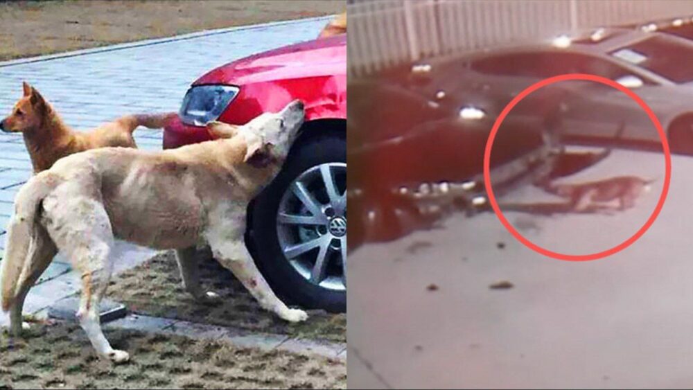 “Perros pandilleros” destrozan automóviles, dejando miles de dólares en pérdidas