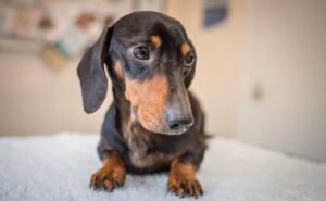 Justicia argentina concede régimen de visitas a perro salchicha tras separación de sus dueños
