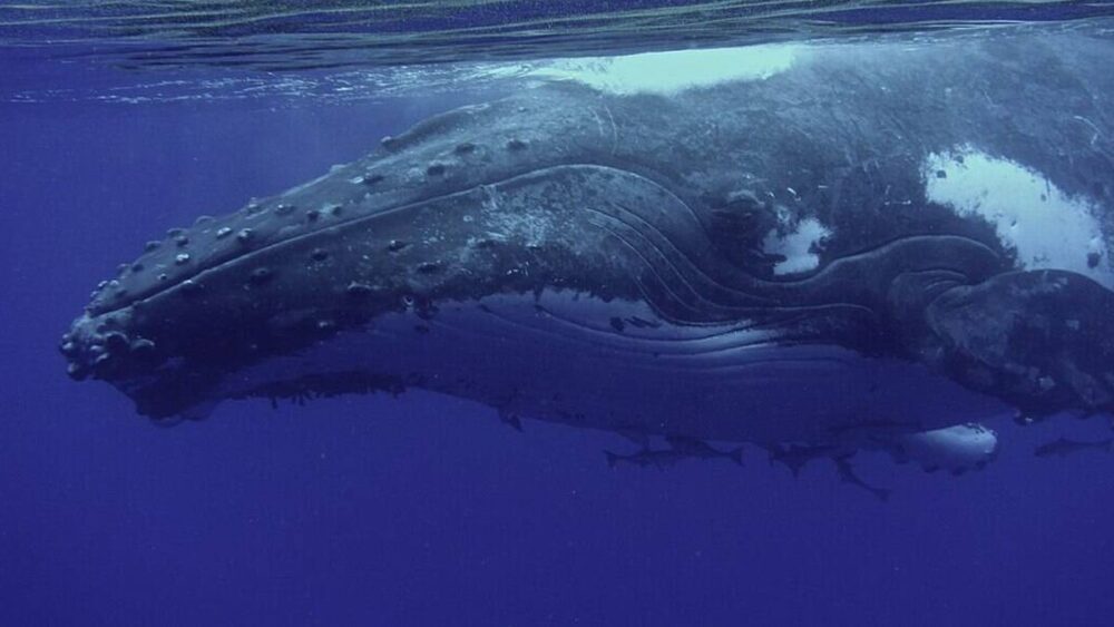 ballena extraterrestre ballena jorobada lenguaje