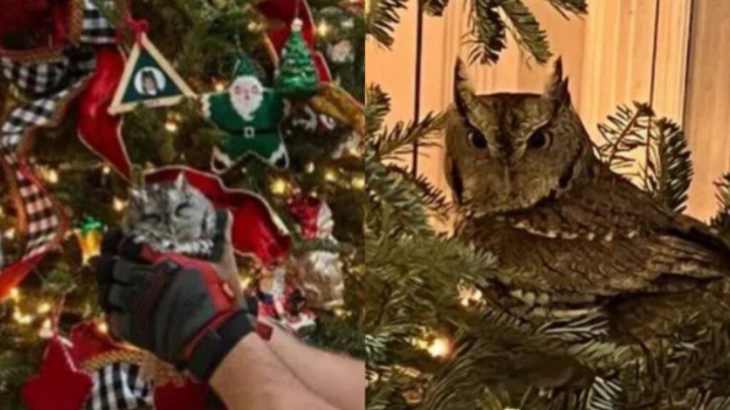 Familia de Kentucky encontró un búho en su árbol de Navidad