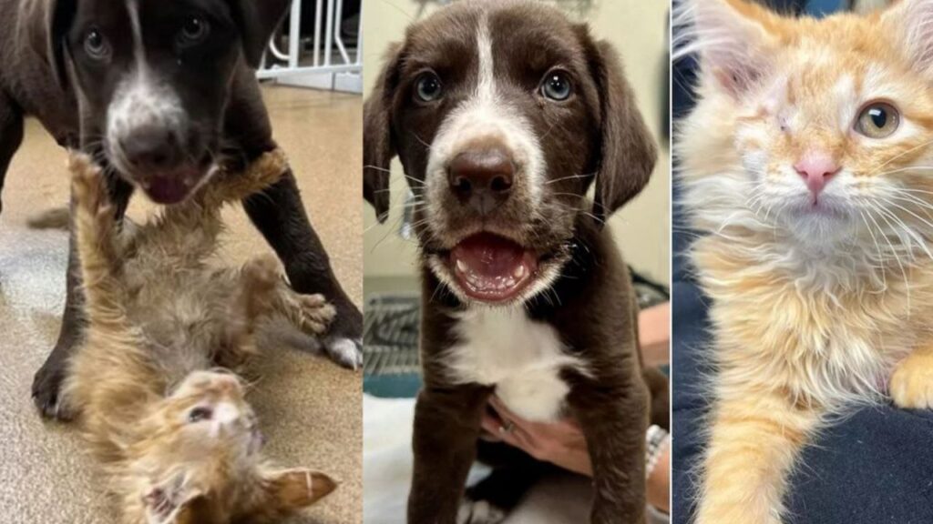 Perrito herido y gatito tuerto se convirtieron en los mejores amigos tras conocerse en cuidados intensivos