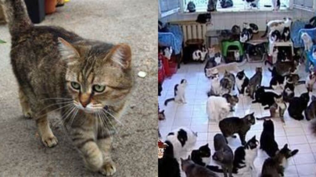 Solicita el divorcio luego que su esposo entregó a su gato a un refugio