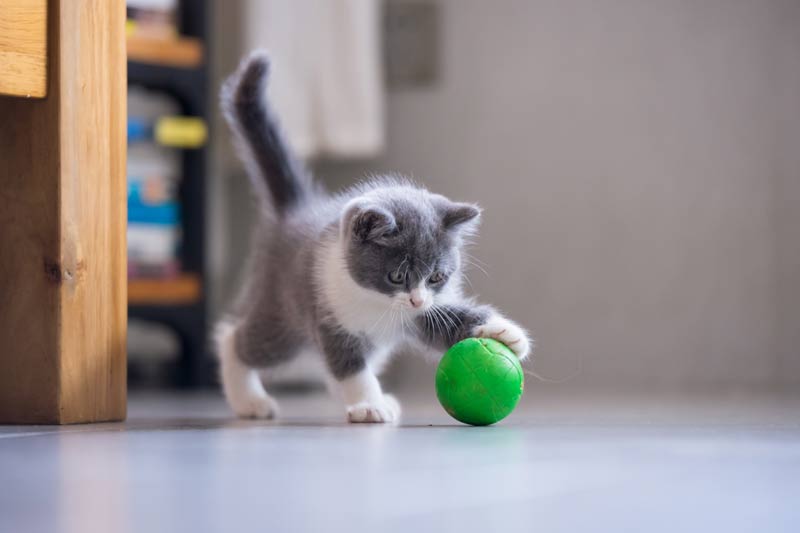 gato pelota juego gatos objetos