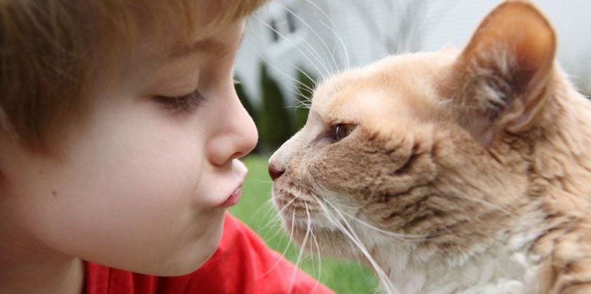 Estudio sugiere que los gatos aumentan el riesgo de tener esquizofrenia