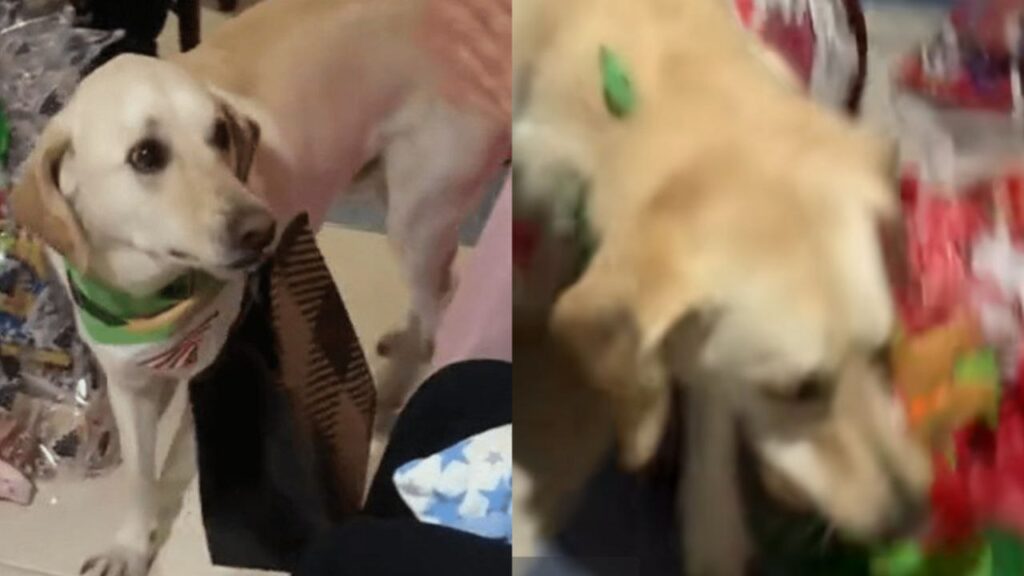 Perrito recibe un regalo de Navidad y su reacción fue conmovedora
